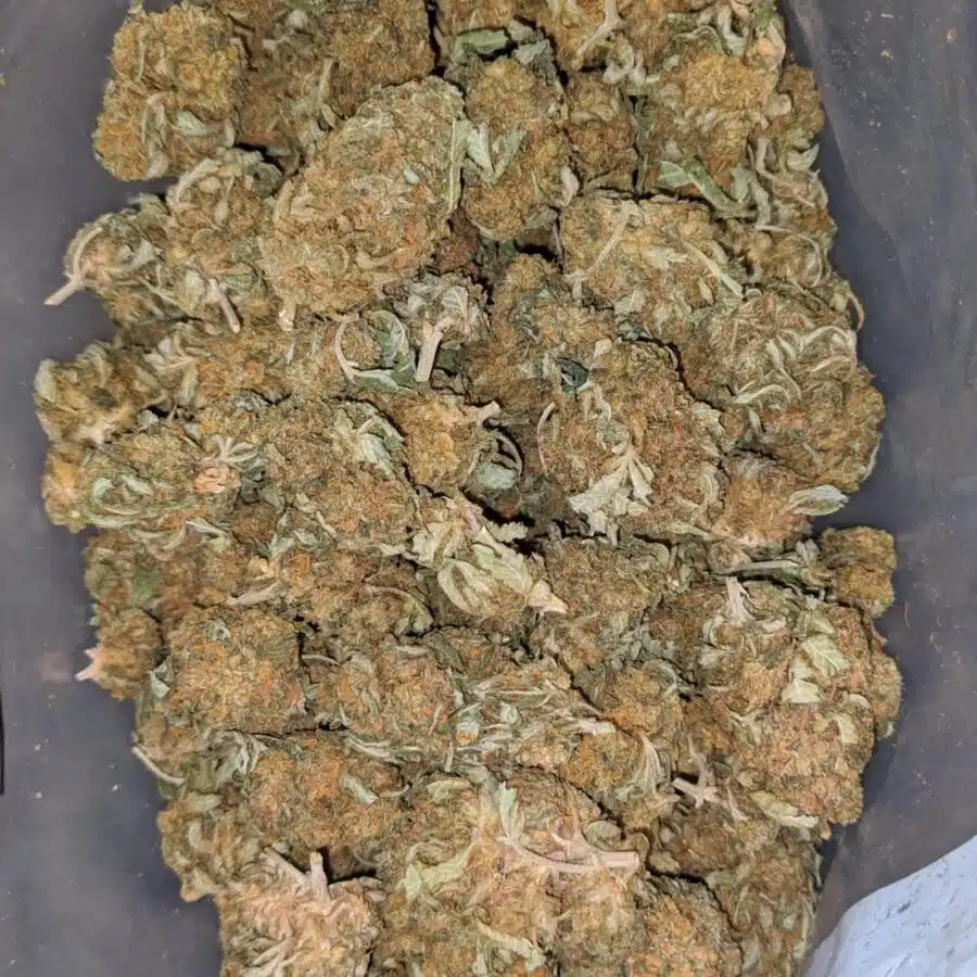 columbian god bulk special 1 I Columbian Gold Bulk Special