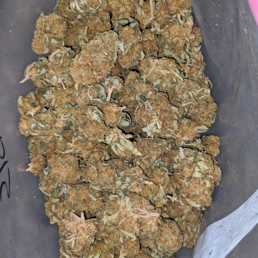 columbian god bulk special 2 I Columbian Gold Bulk Special