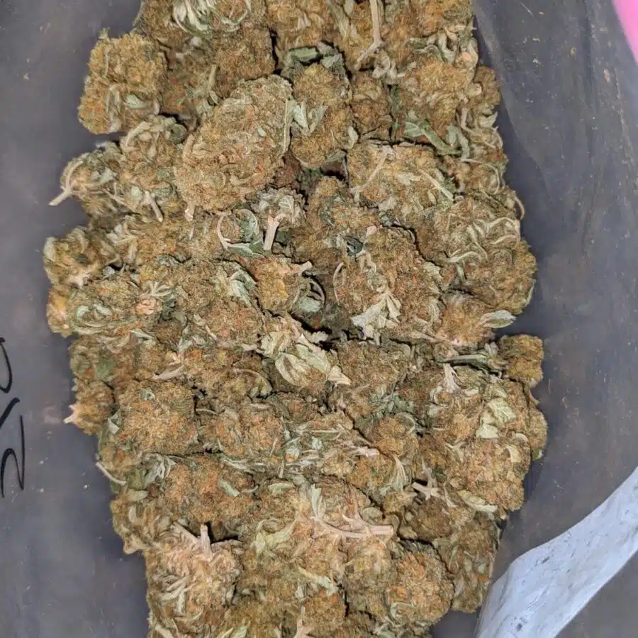 columbian god bulk special 2 I Columbian Gold Bulk Special
