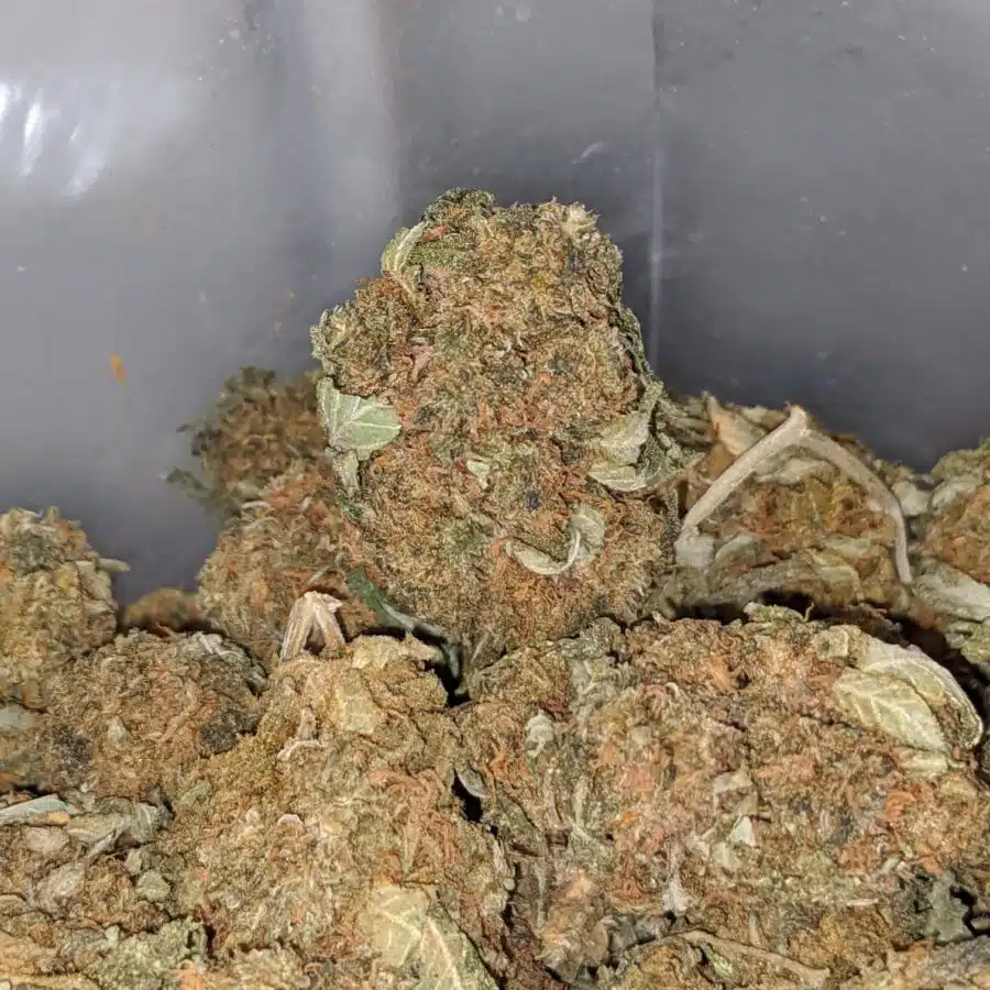 columbian god bulk special 3 I Columbian Gold Bulk Special