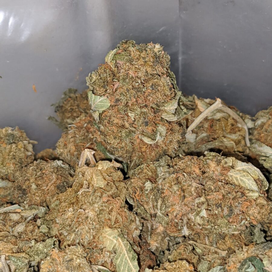 columbian god bulk special 4 I Columbian Gold Bulk Special