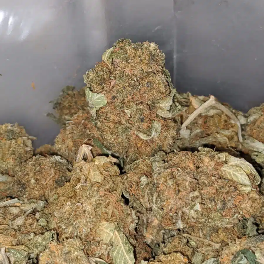 columbian god bulk special 4 I Columbian Gold Bulk Special