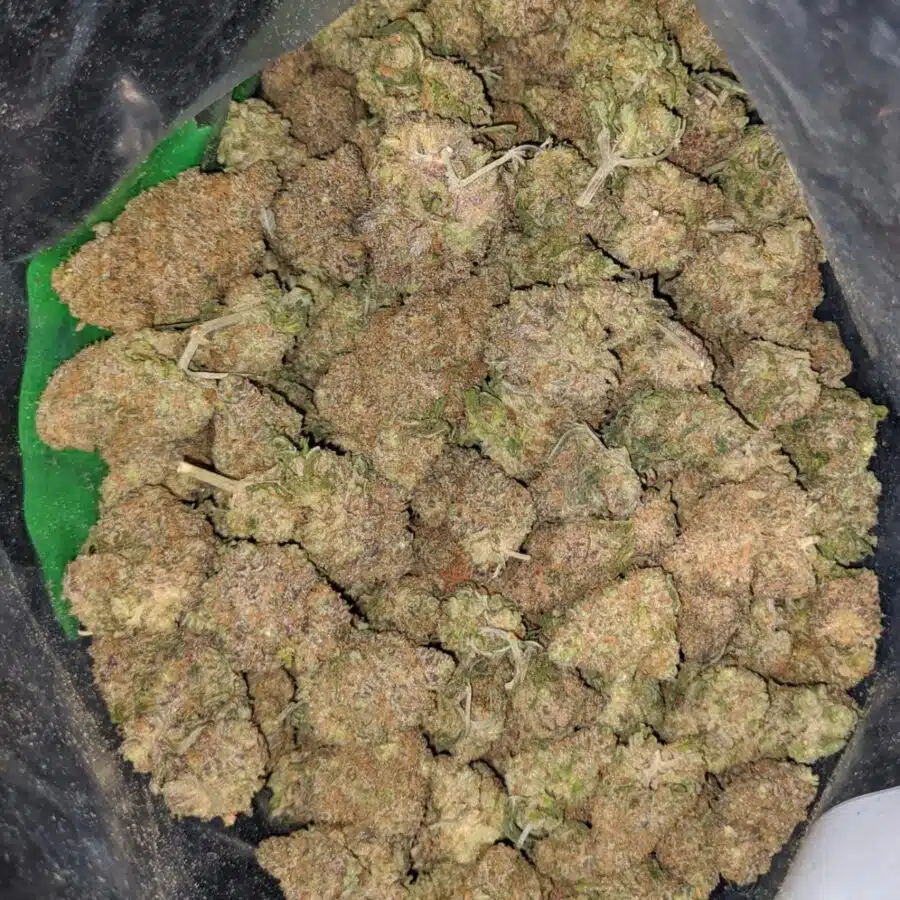 gelato skittles 1 I Gelato Skittlez