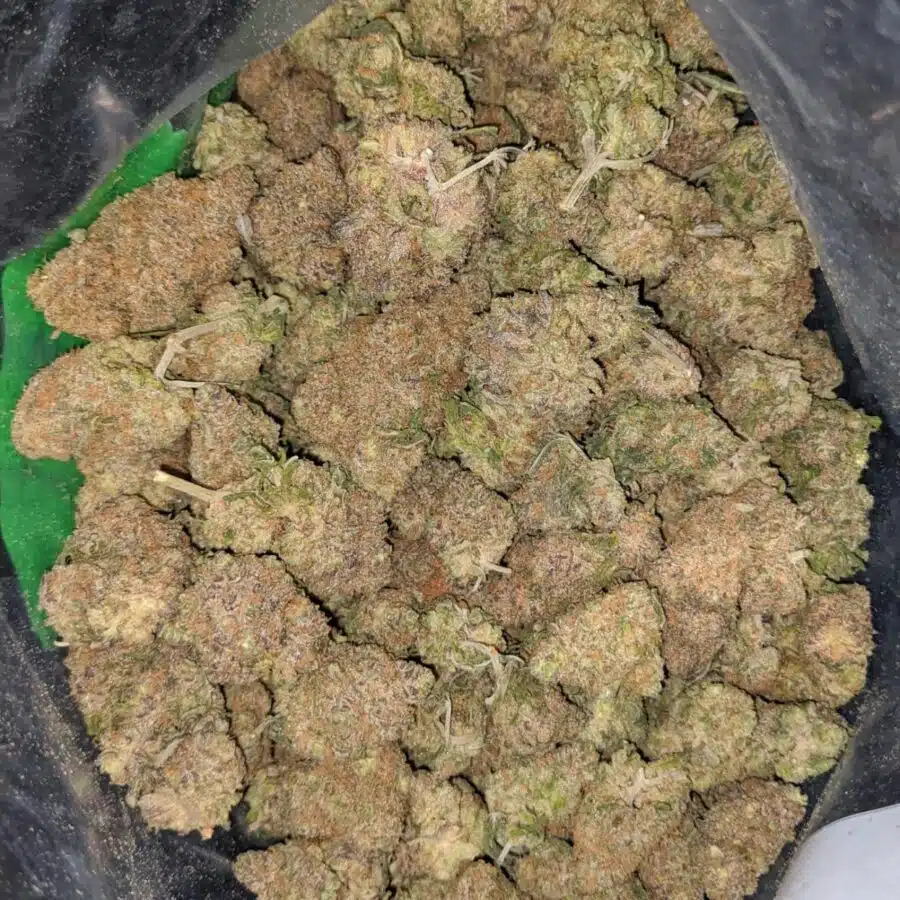 gelato skittles 2 I Gelato Skittlez