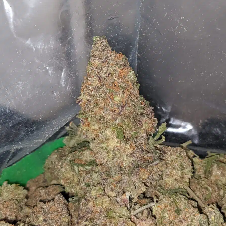 gelato skittles 3 I Gelato Skittlez