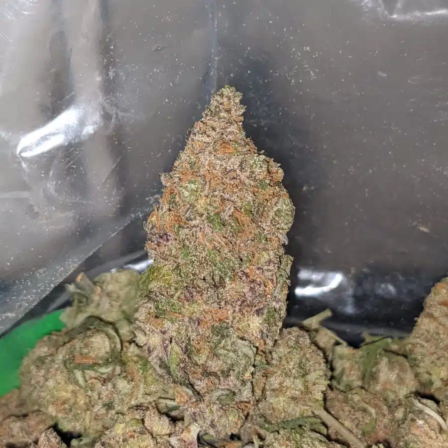 gelato skittles 4 I Gelato Skittlez