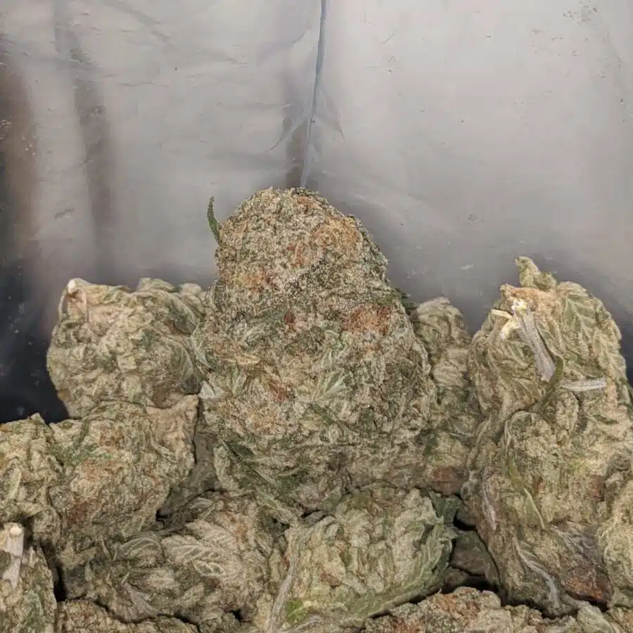 lemon pineapple express 3 I Lemon Pineapple Express
