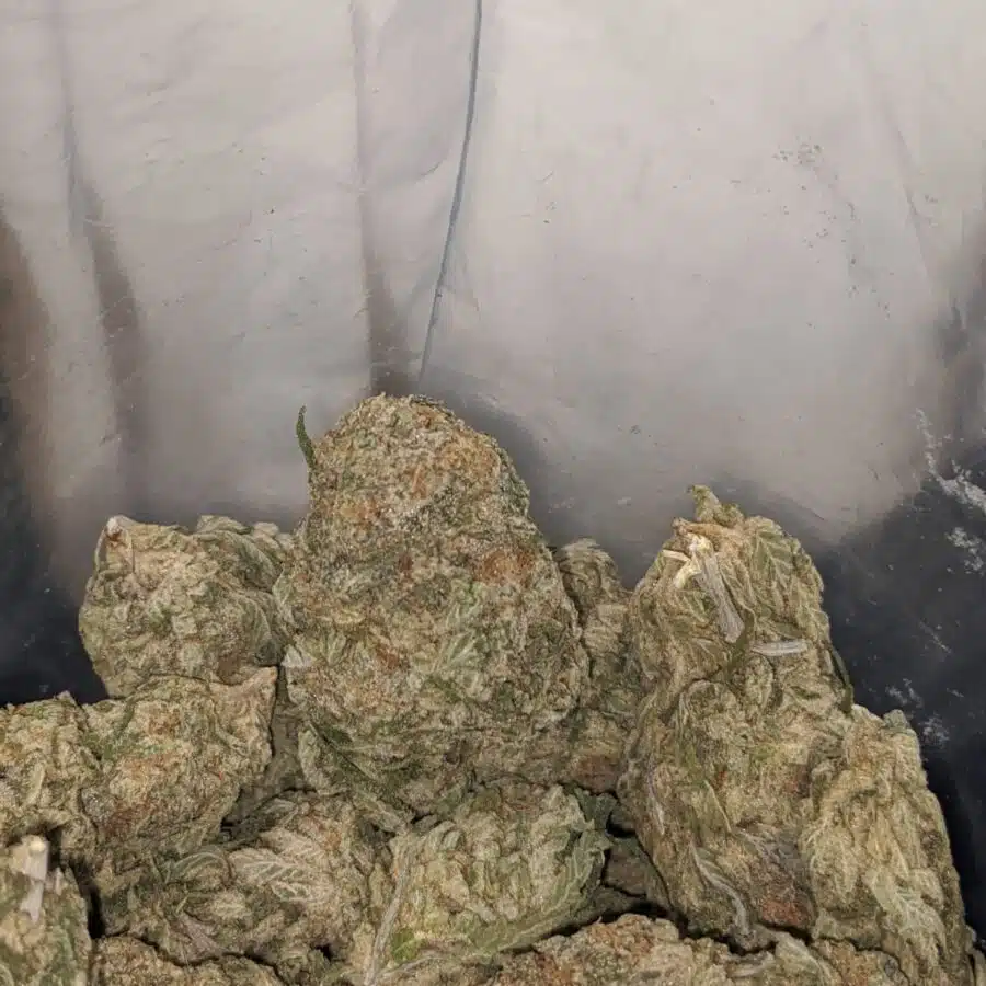 lemon pineapple express 4 I Lemon Pineapple Express