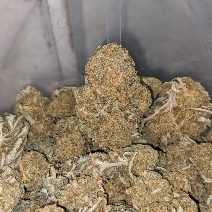 og wreck bulk special 3 I OG Wreck Bulk Special