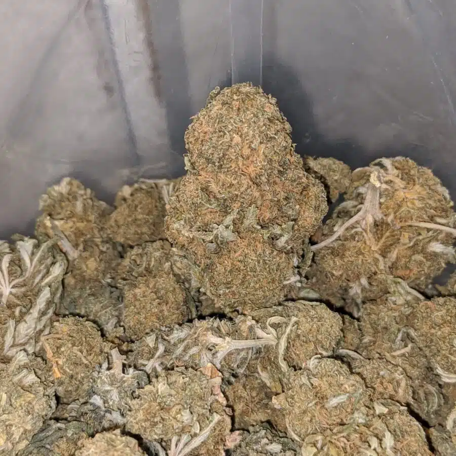 og wreck bulk special 4 I OG Wreck Bulk Special