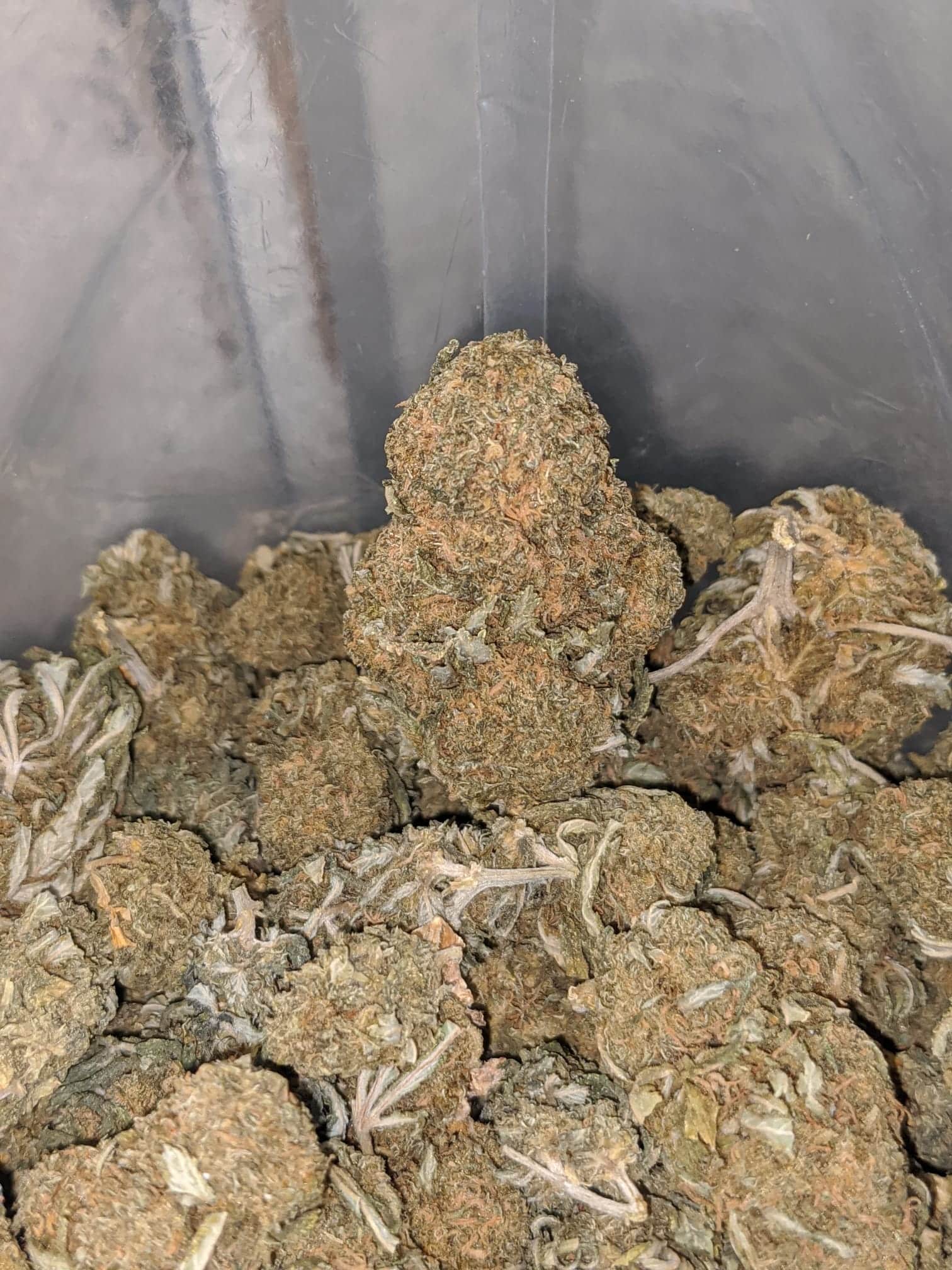 OG Wreck Bulk Special - Image 6