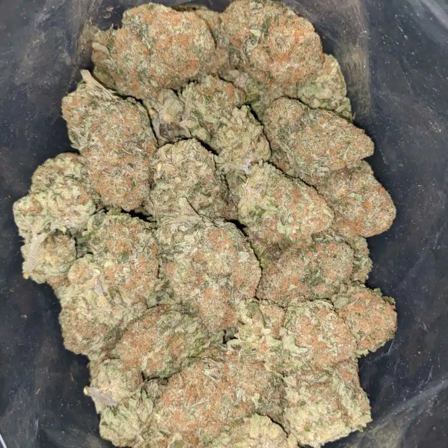 orange dream 1 I $81 Oz - Orange Dream