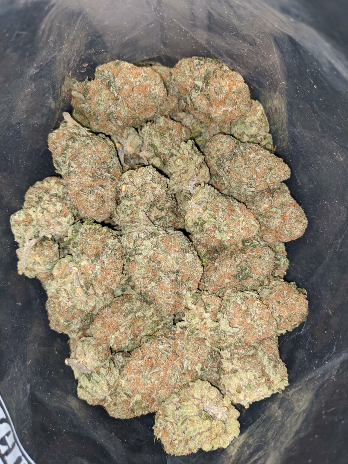 Orange Dream - Image 5
