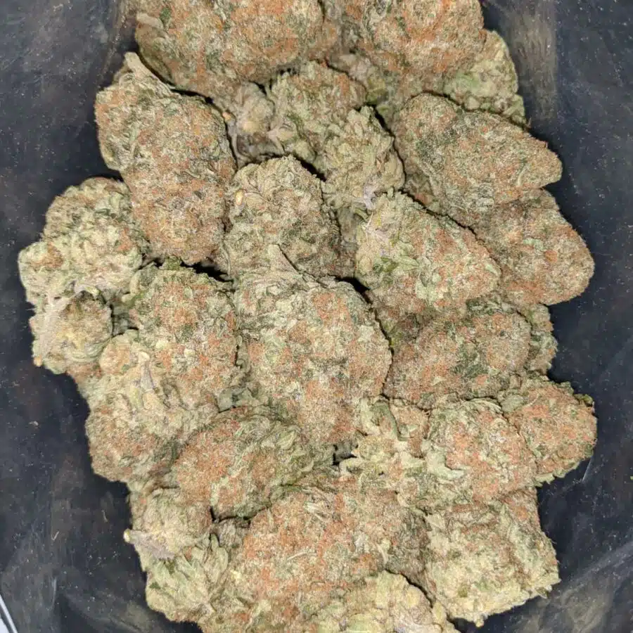 orange dream 2 I $81 Oz - Orange Dream