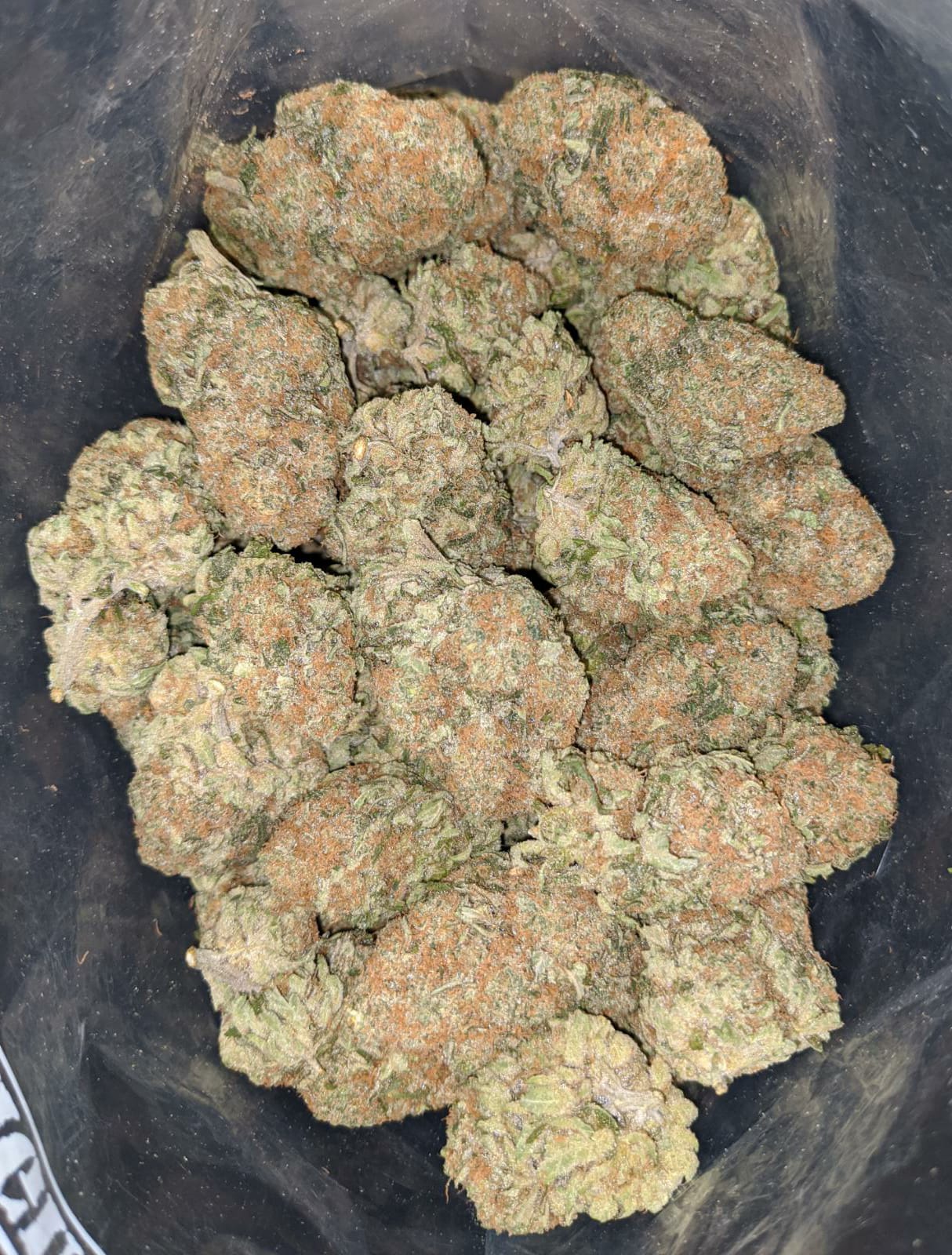 Orange Dream - Image 4