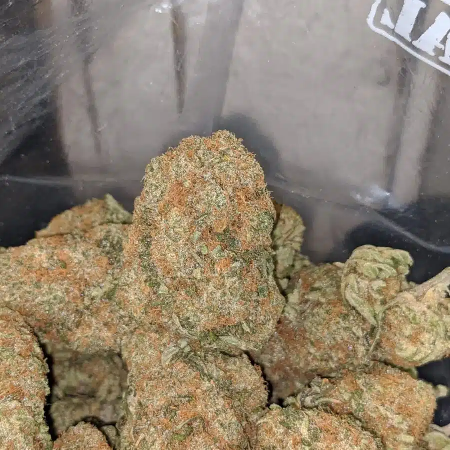 orange dream 3 I $81 Oz - Orange Dream