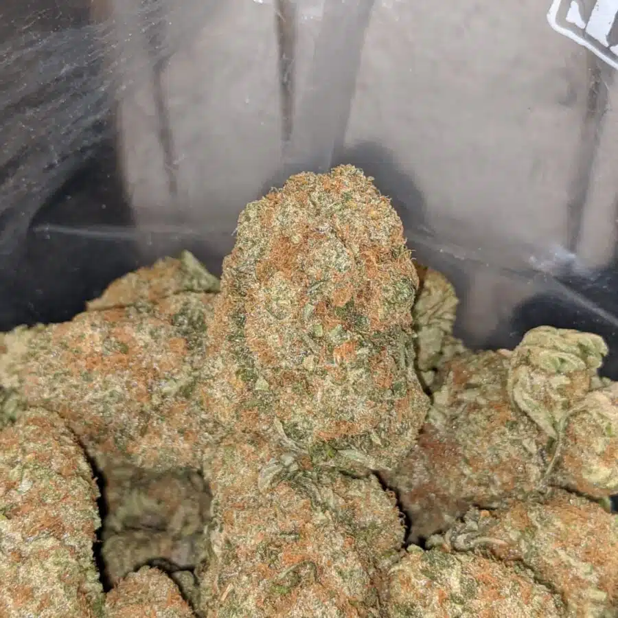 orange dream 4 I $81 Oz - Orange Dream