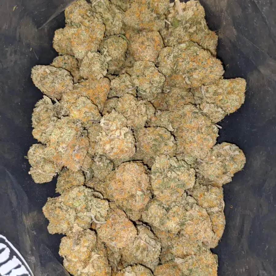 orange rangie 1 I $ 63 - Orange Tangie