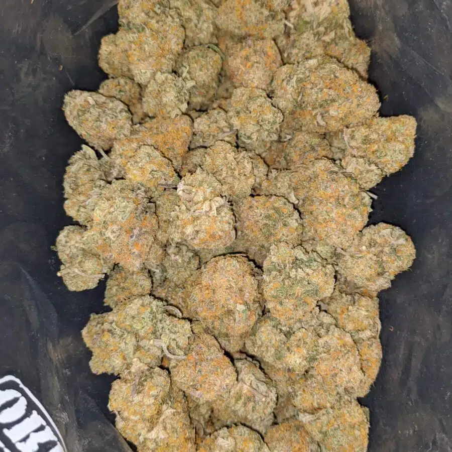 orange rangie 2 I $ 63 - Orange Tangie