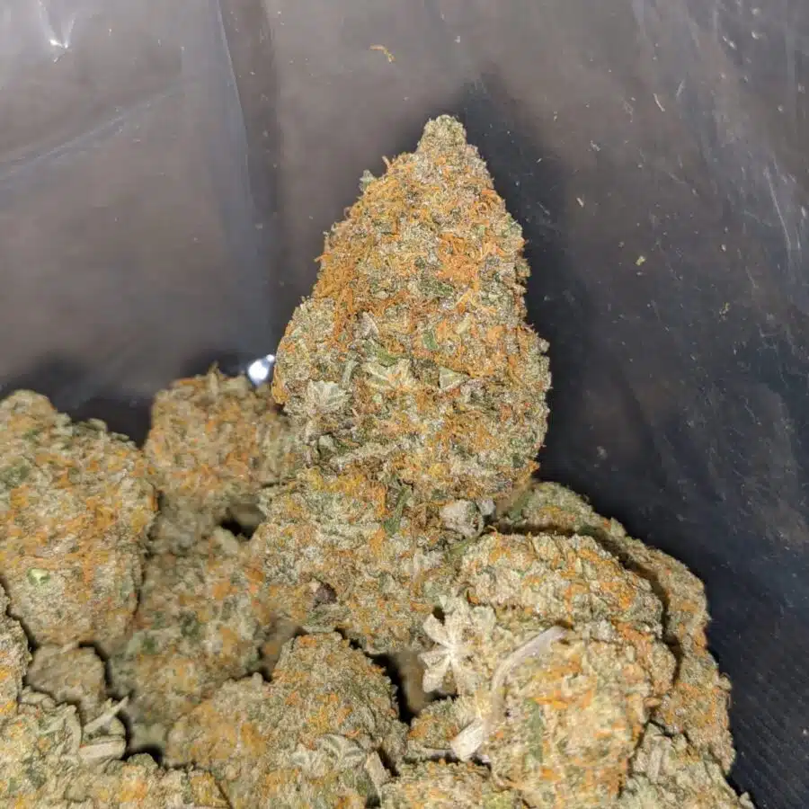 orange rangie 3 I $ 63 - Orange Tangie