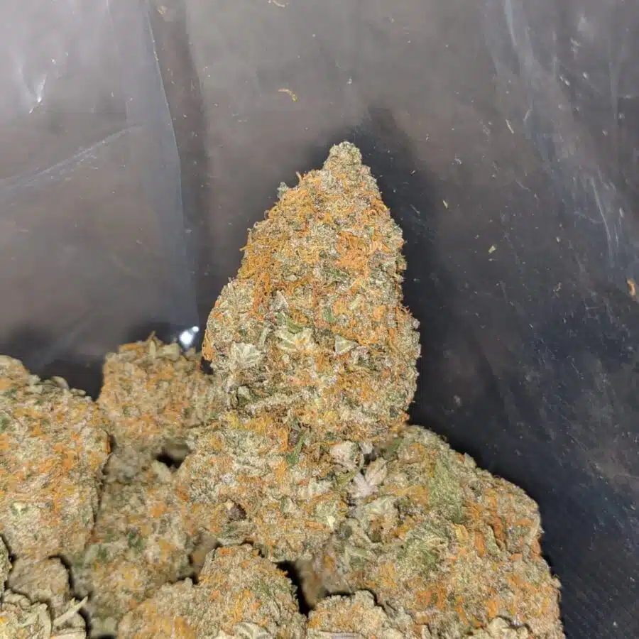 orange rangie 4 I $ 63 - Orange Tangie