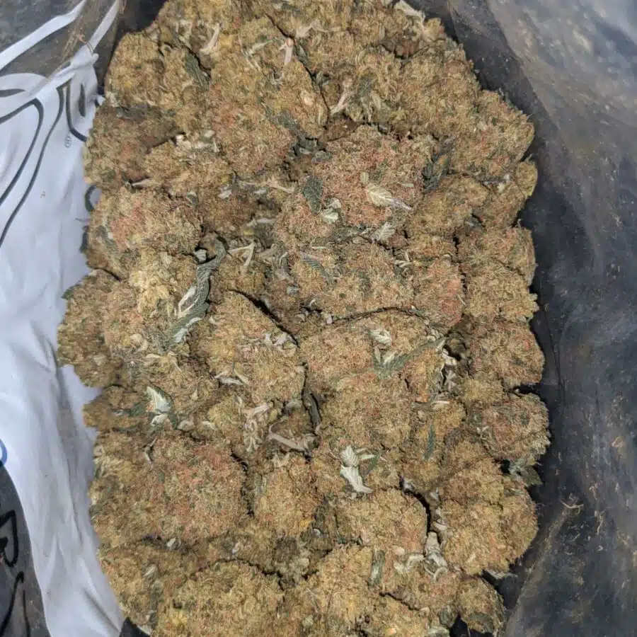 orange whiskey bulk special 2 I Orange Whisky Bulk Special