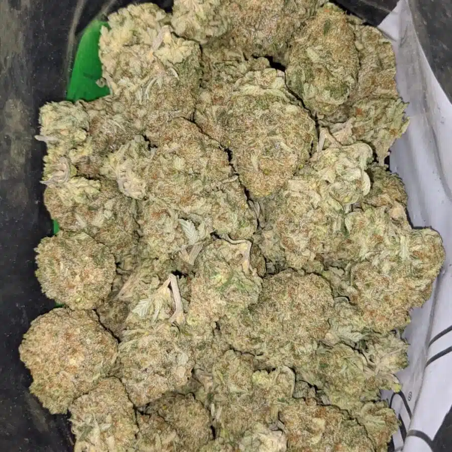 pineapple X silver haze 2 I Pineapple X Silver Haze