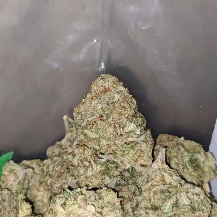 pineapple X silver haze 3 I Pineapple X Silver Haze