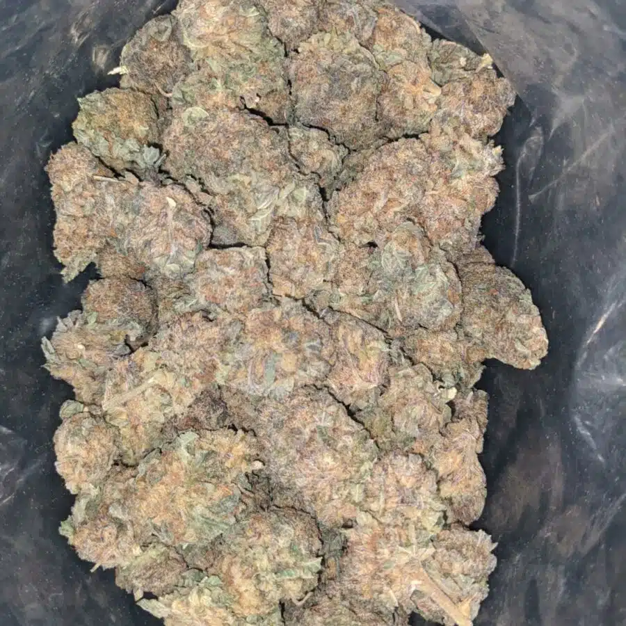 purple cosimic bulk special 1 I Purple Cosmic Bulk Special