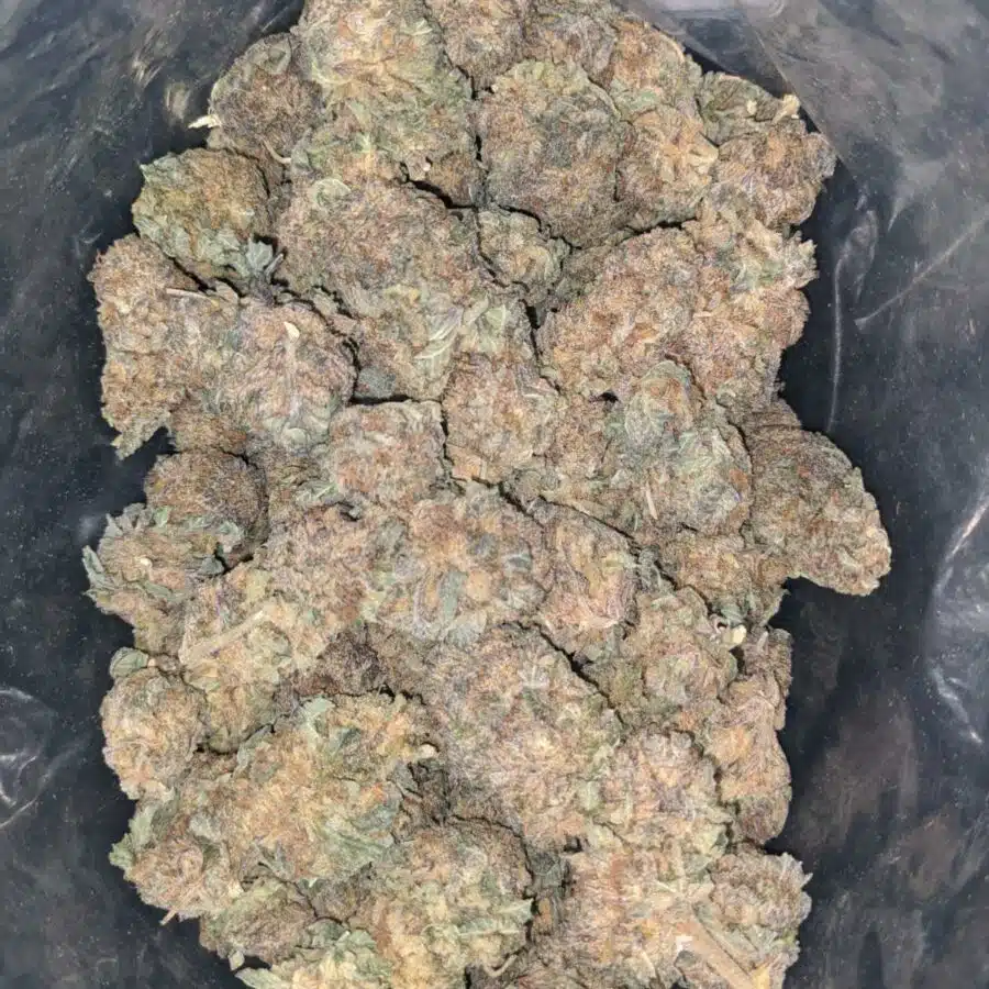 purple cosimic bulk special 2 I Purple Cosmic Bulk Special
