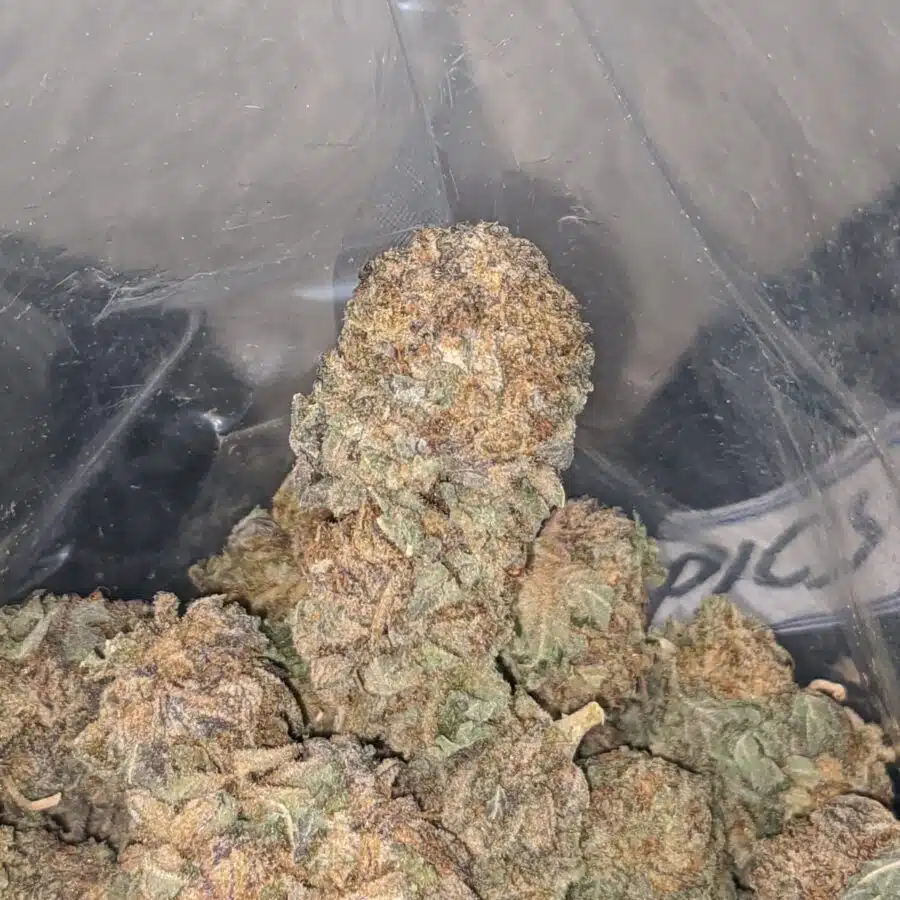 purple cosimic bulk special 4 I Purple Cosmic Bulk Special