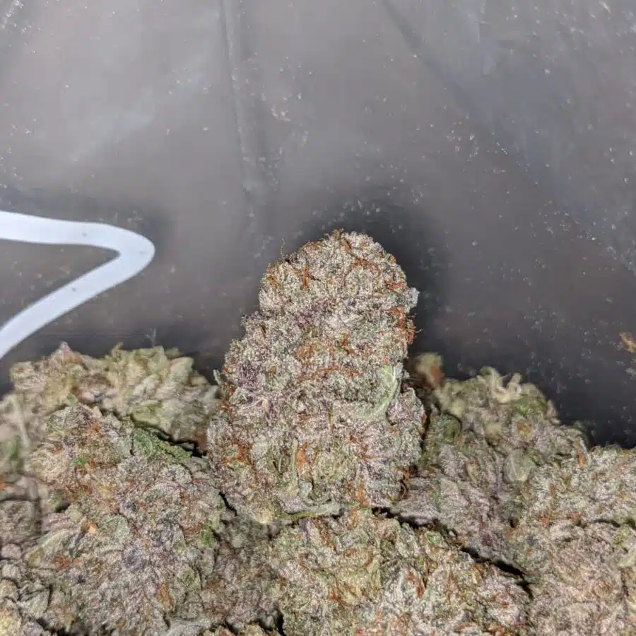 purple cream AAA 3 I Purple Cream AAA