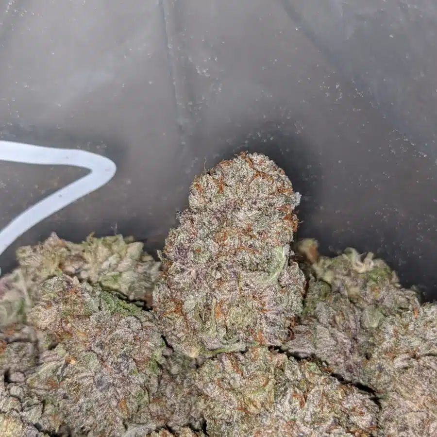 purple cream AAA 4 I Purple Cream AAA