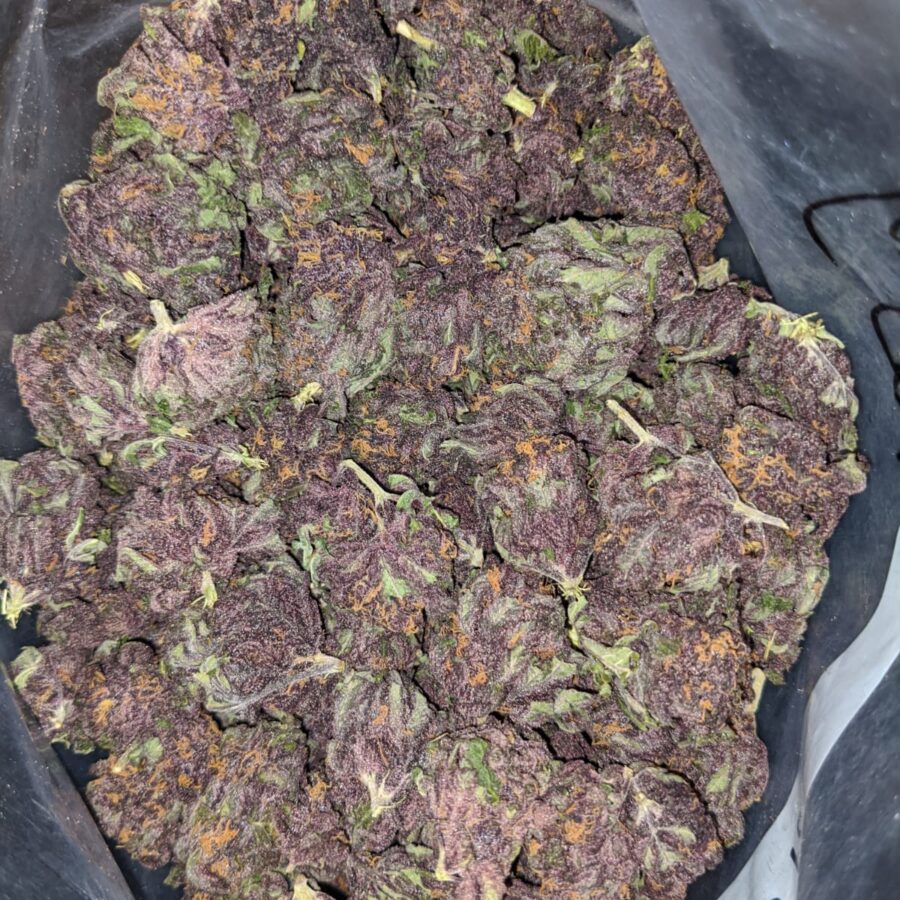 Purple Huckleberry - *Deal Of The Day* - Image 5