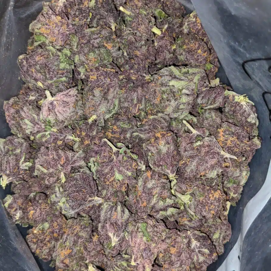 purple huckleberry deal of the day 1 I Purple Huckleberry - *Deal Of The Day*