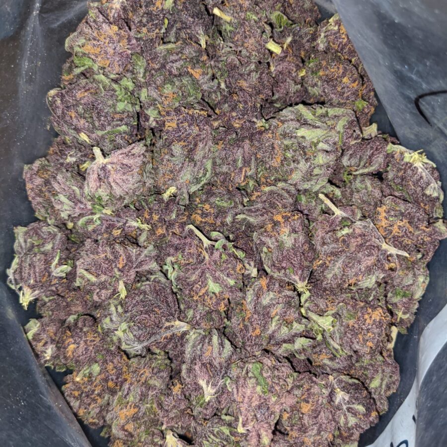 Purple Huckleberry - *Deal Of The Day* - Image 4