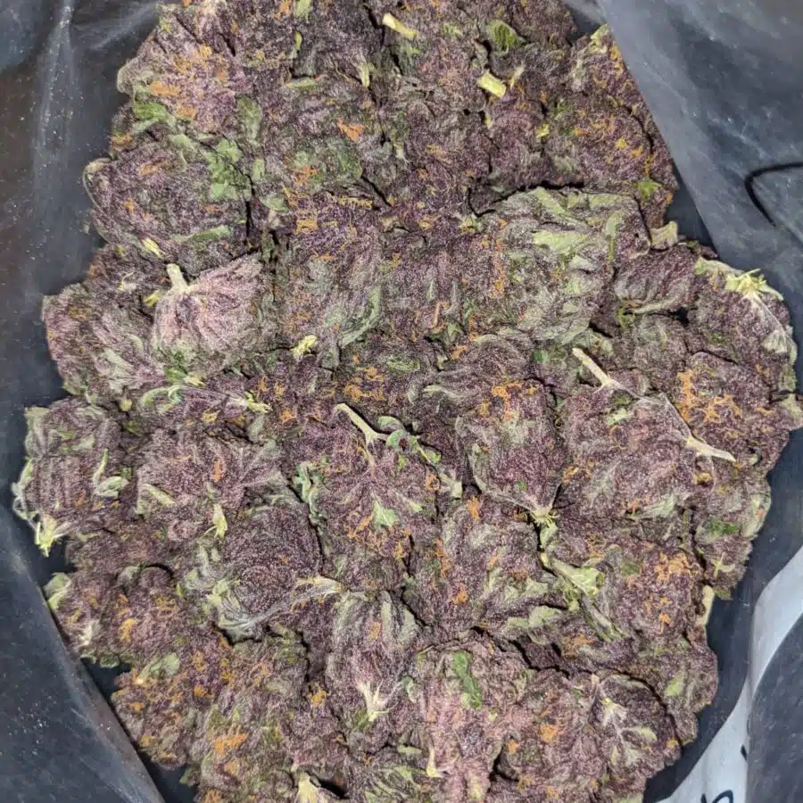 purple huckleberry deal of the day 2 I Purple Huckleberry - *Deal Of The Day*