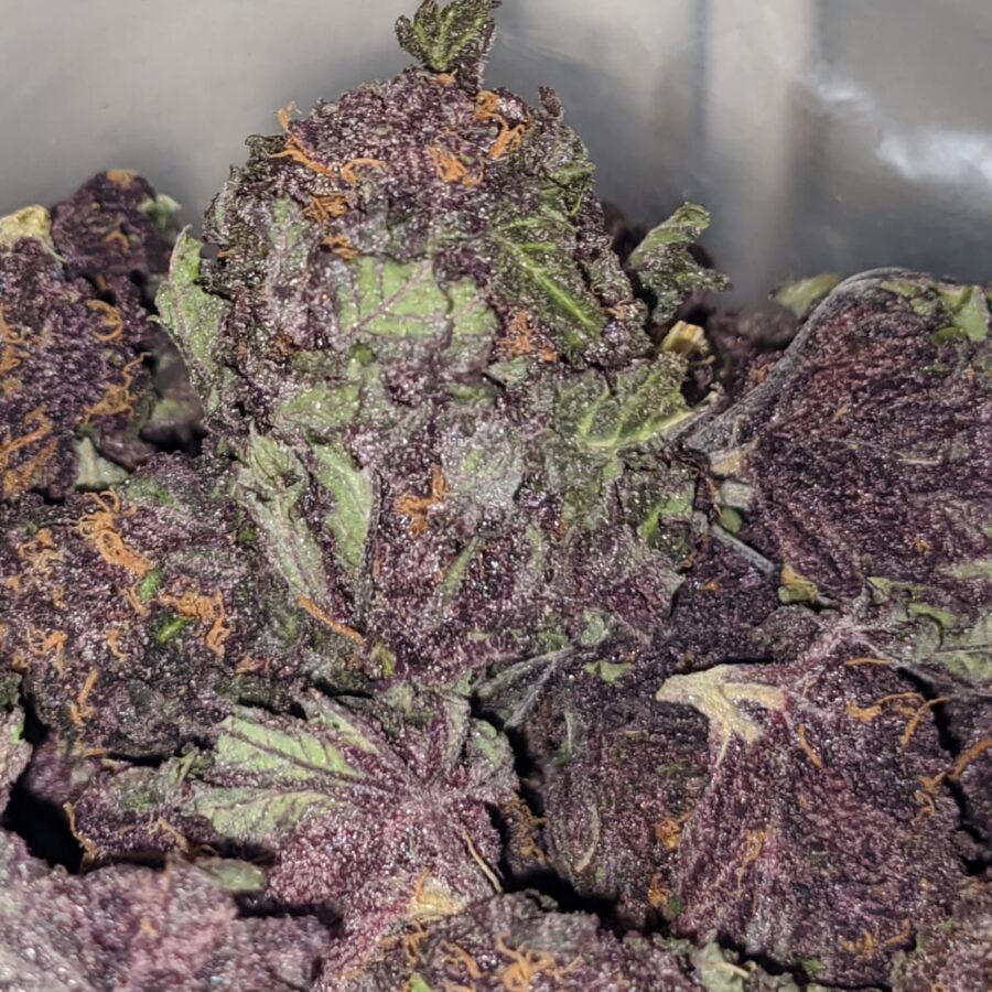 Purple Huckleberry - *Deal Of The Day* - Image 7