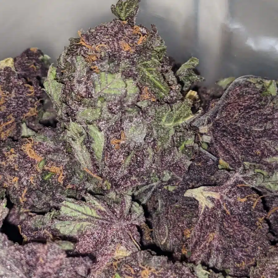 purple huckleberry deal of the day 3 I Purple Huckleberry - *Deal Of The Day*