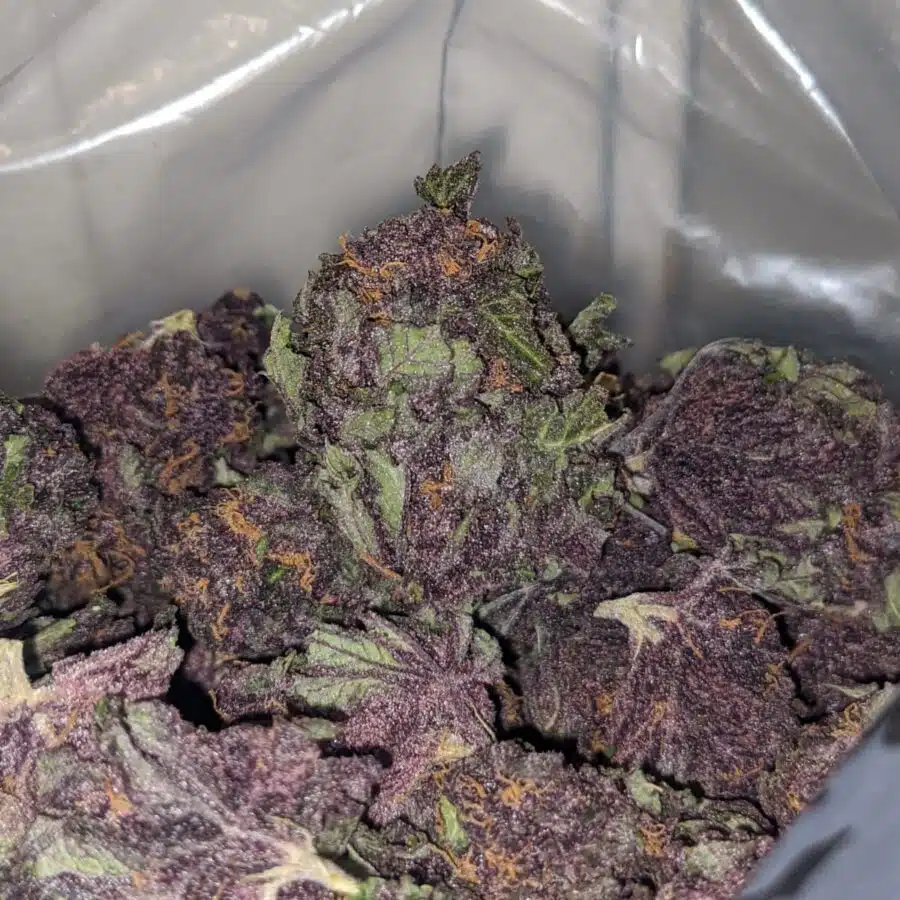 purple huckleberry deal of the day 4 I Purple Huckleberry - *Deal Of The Day*