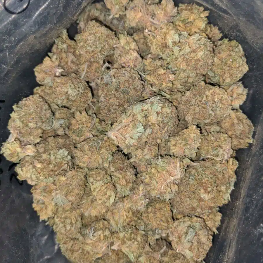 purple widow bulk special 1 I Purple Widow Bulk Special