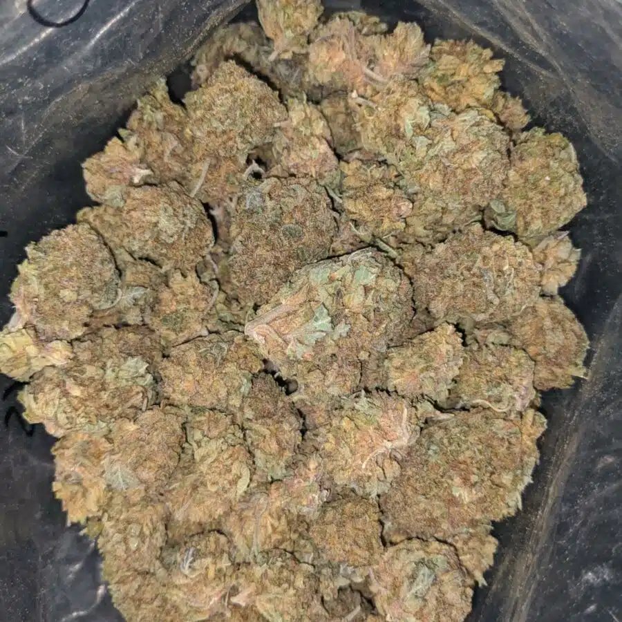 purple widow bulk special 2 I Purple Widow Bulk Special