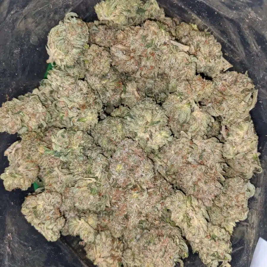 rockstar masterkush 1 I Rockstar Master Kush