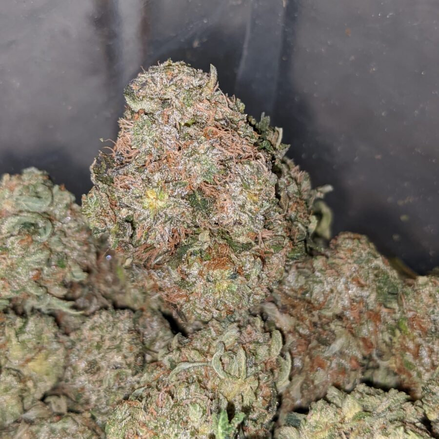 rockstar masterkush 4 I Rockstar Master Kush