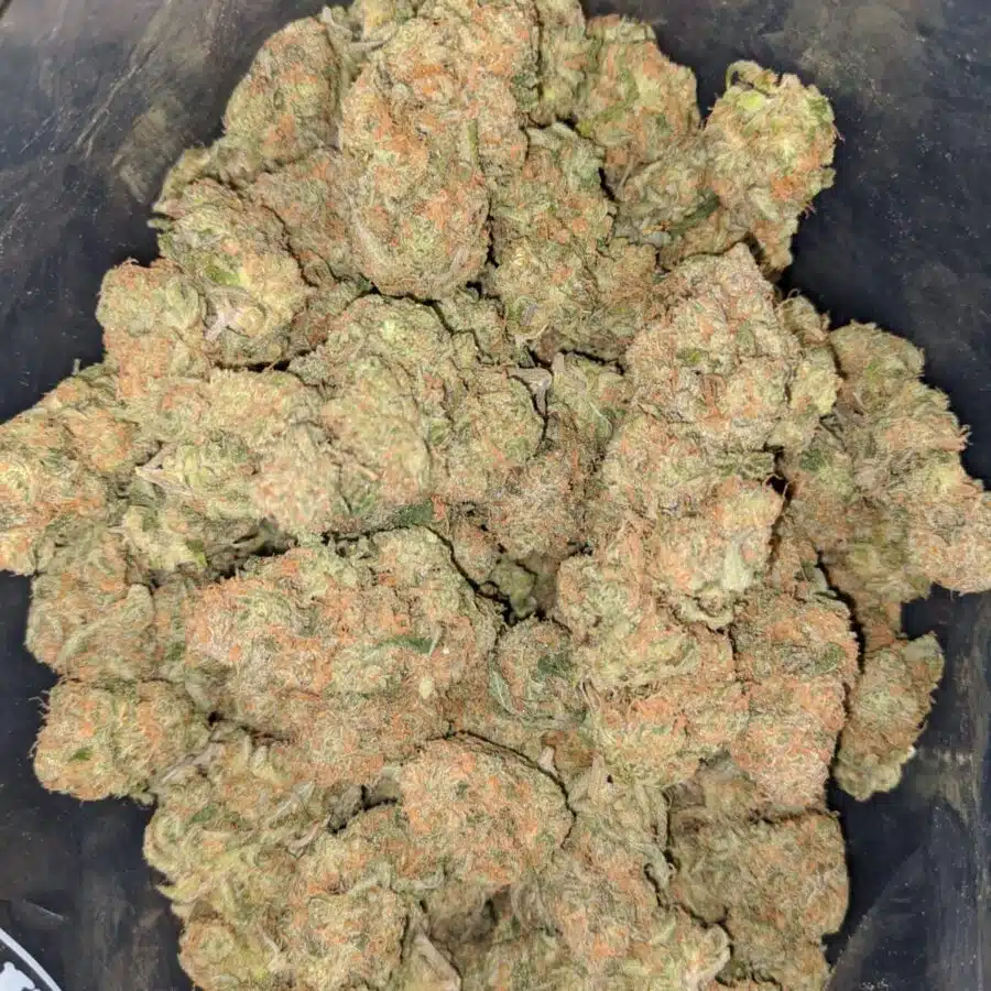 zedd 2 I Zombie Kush OG