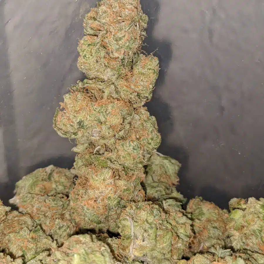 zedd 4 I Zombie Kush OG