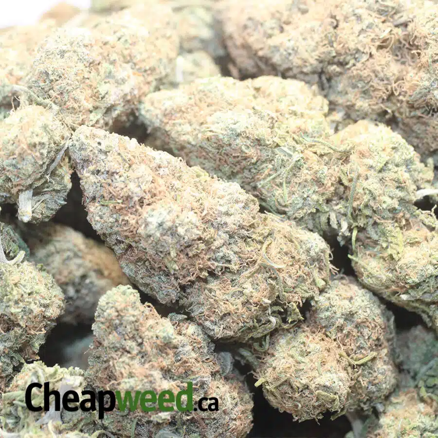BBG GELATO 1 I Bubblegum Gelato #2