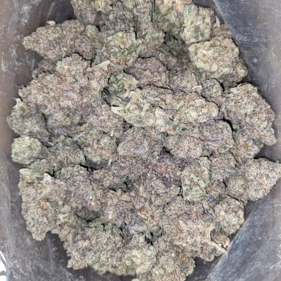 Alternative view of Blueberry