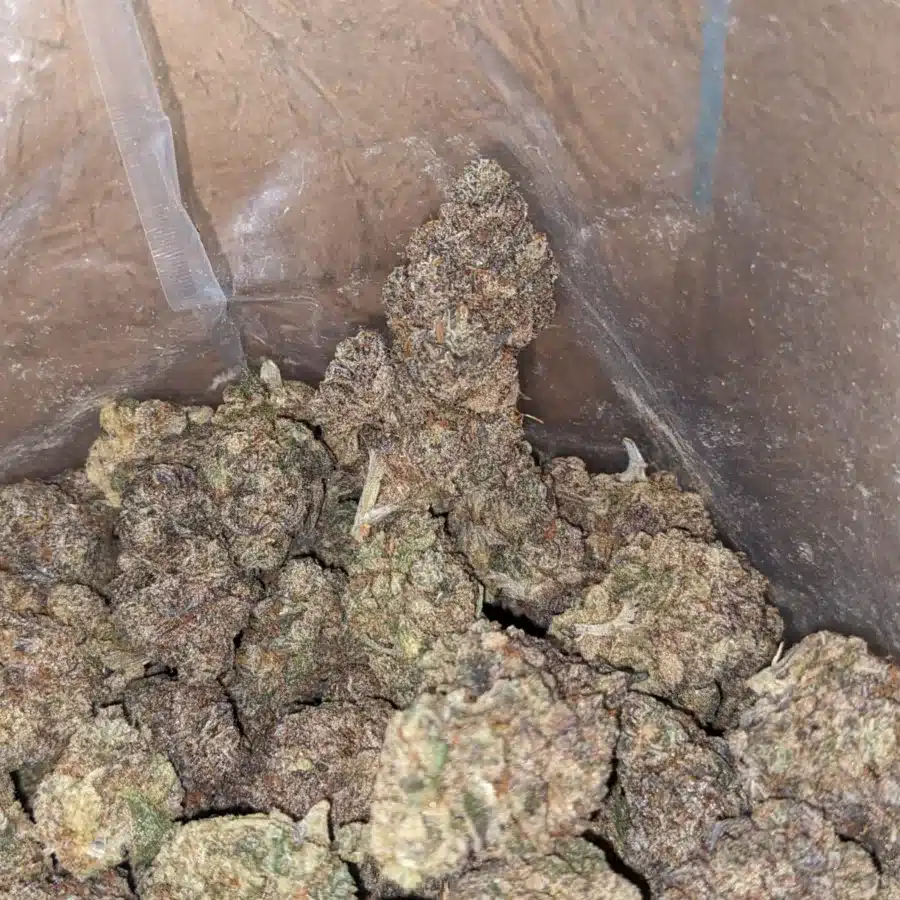 Blueberry 3 I Blueberry