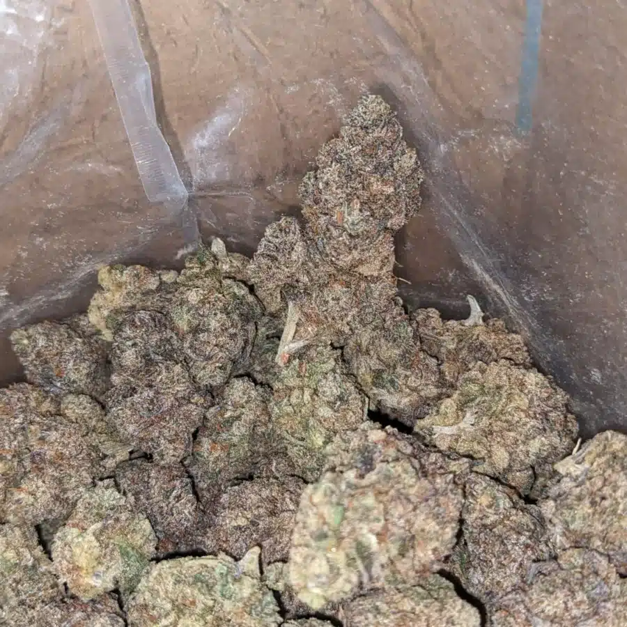 Blueberry 4 I Blueberry